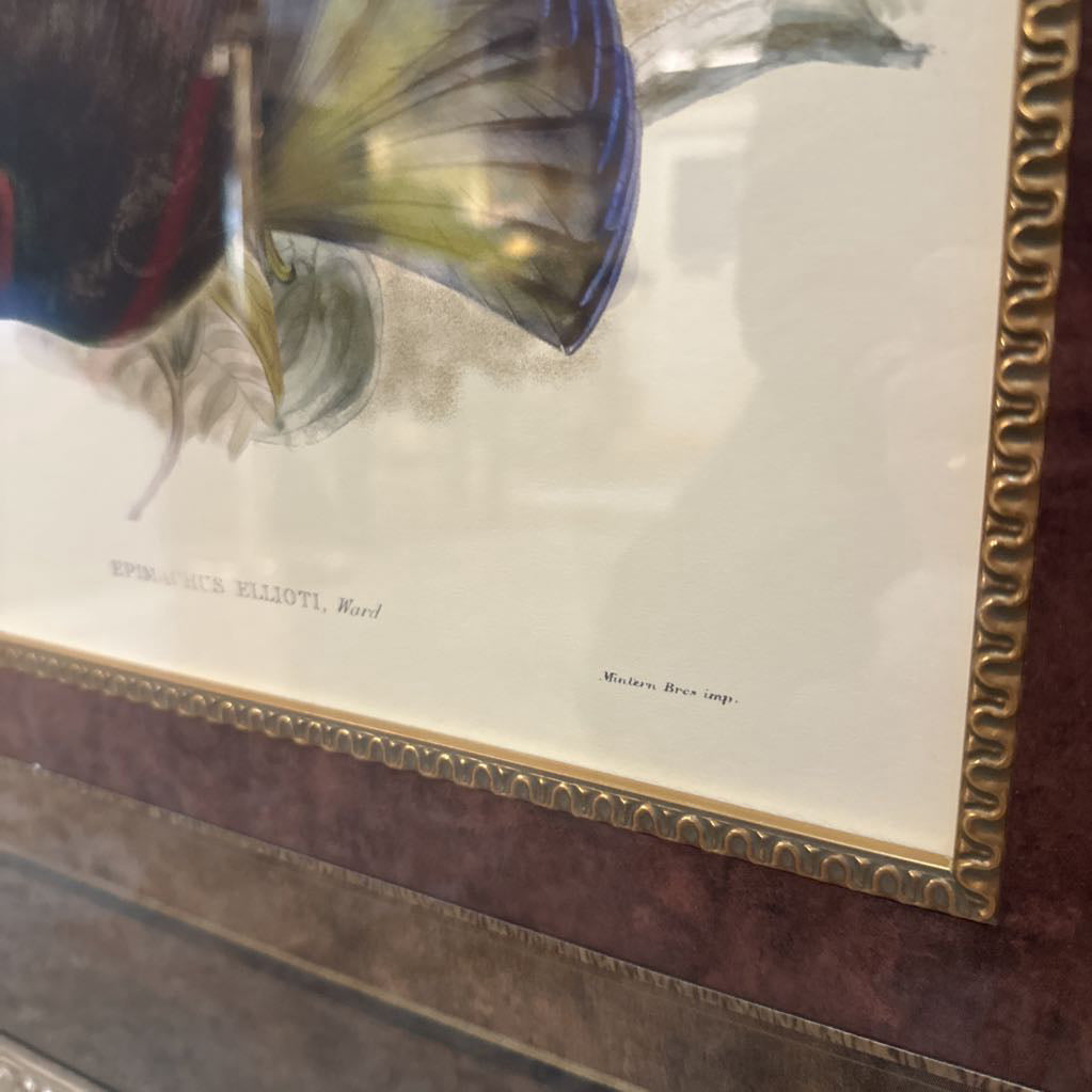 "Gould Bird of Paradise III" Lithograph ART