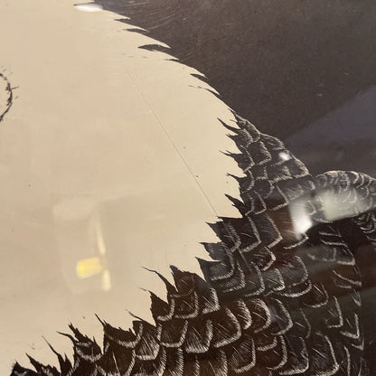 Tony Angell "The American Bald Eagle" Framed Illustration