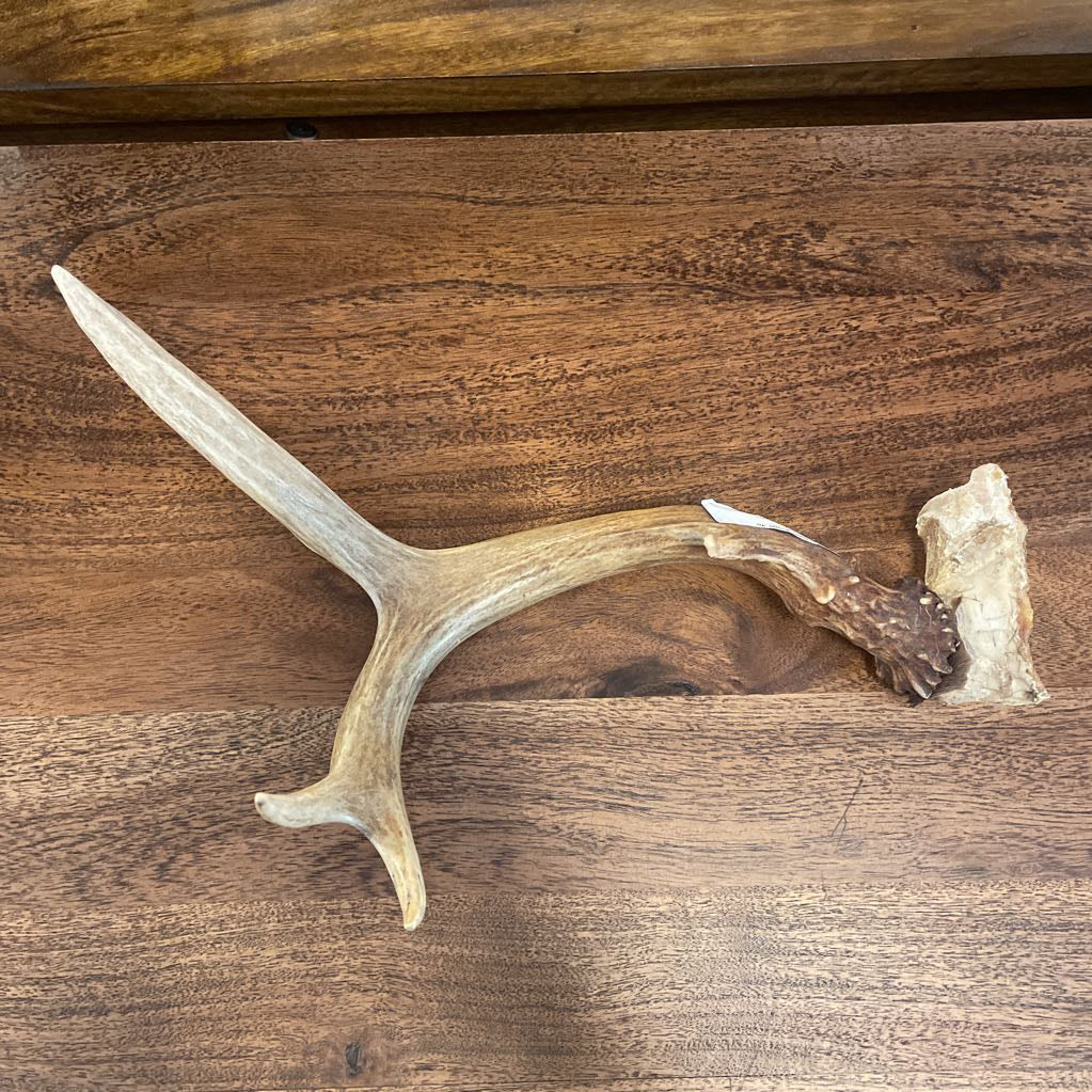 Single Deer Antler UNIQUE FINDS