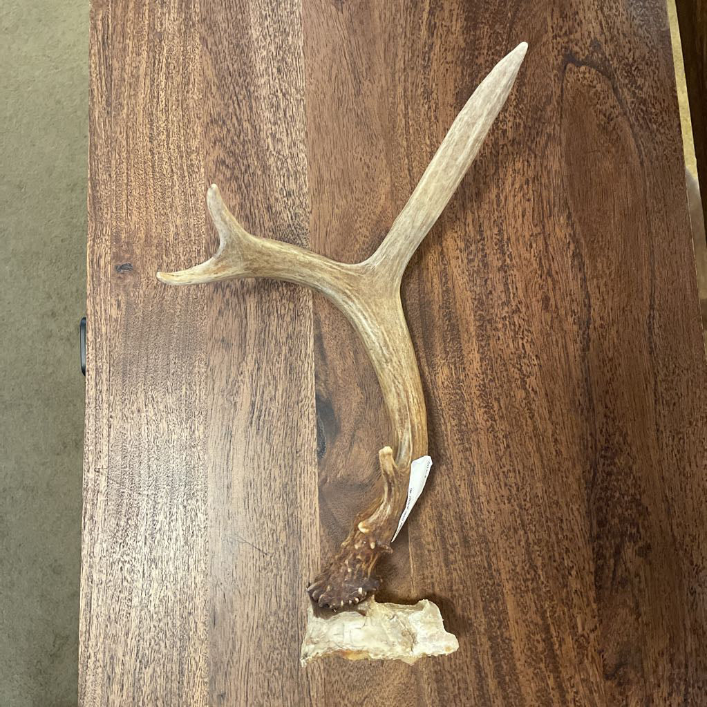Single Deer Antler UNIQUE FINDS