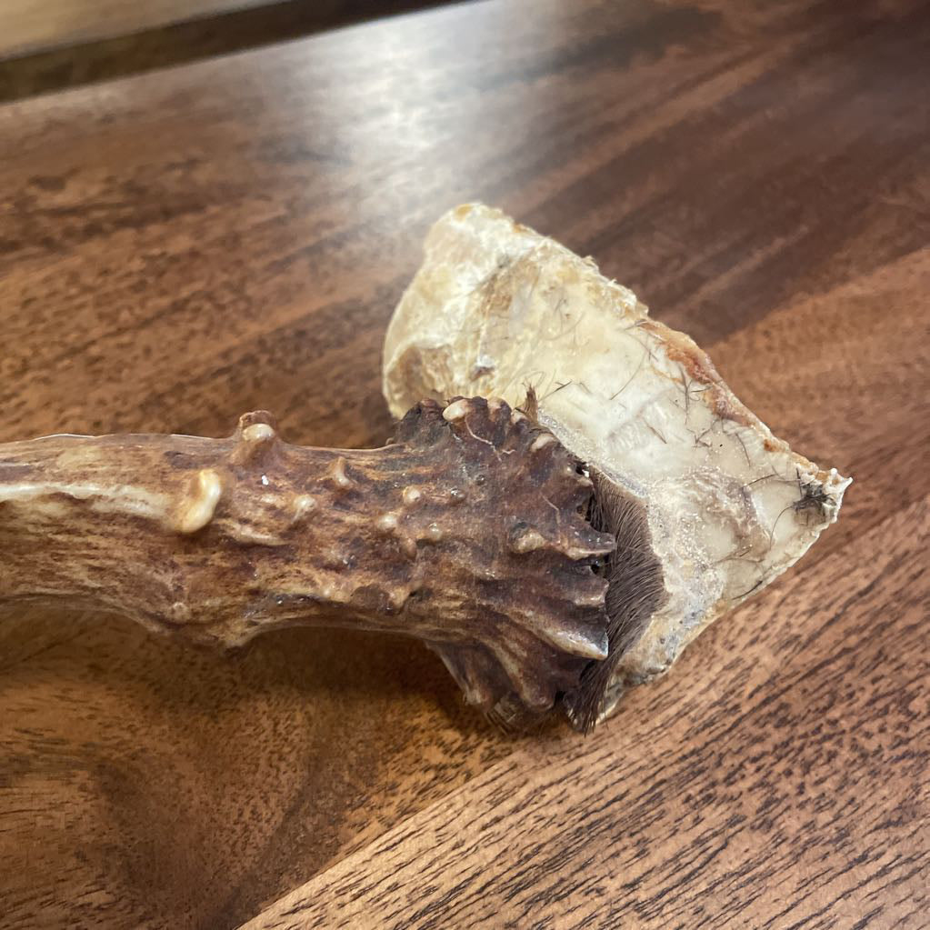 Single Deer Antler UNIQUE FINDS