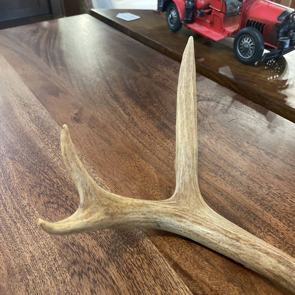 Single Deer Antler UNIQUE FINDS