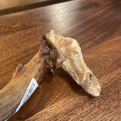 Single Deer Antler UNIQUE FINDS