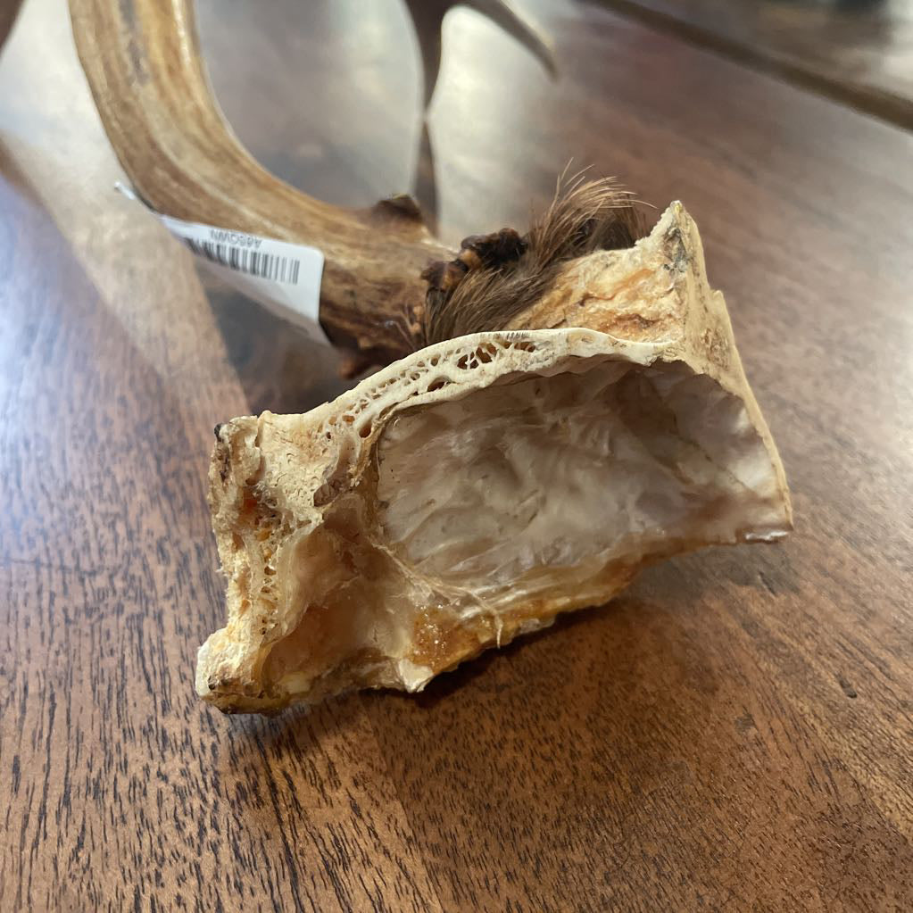 Single Deer Antler UNIQUE FINDS