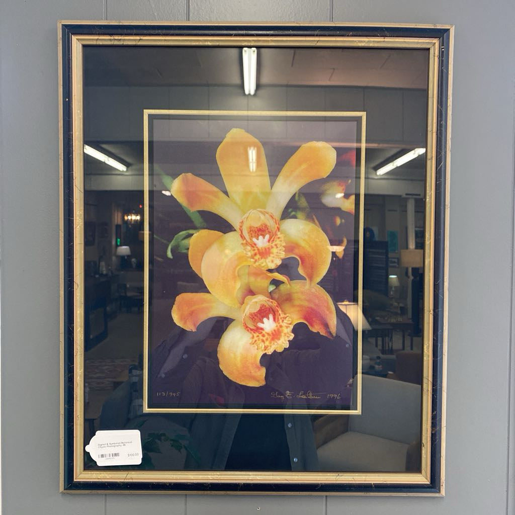 Signed & Numbered Botanical Chysis Photography ART