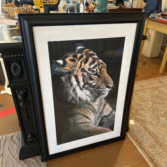 Large Framed Signed Tiger Print