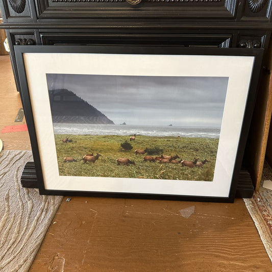 Coastal Elk Print