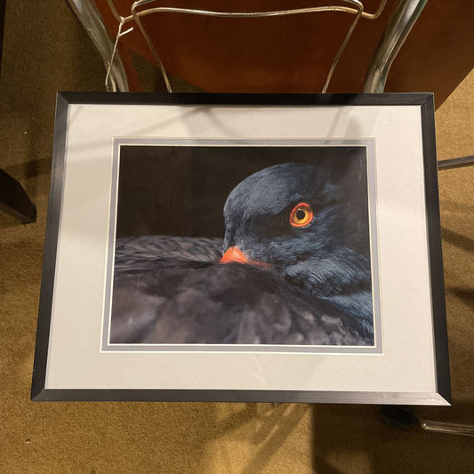 Eurasian Blackbird ART