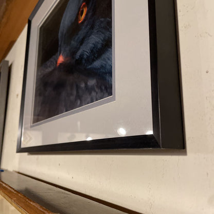 Eurasian Blackbird ART