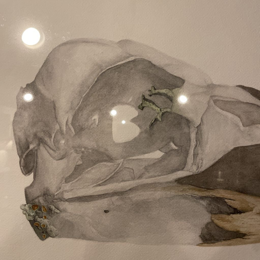 Watercolor Bird Skull Art ART