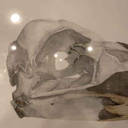 Watercolor Bird Skull Art ART