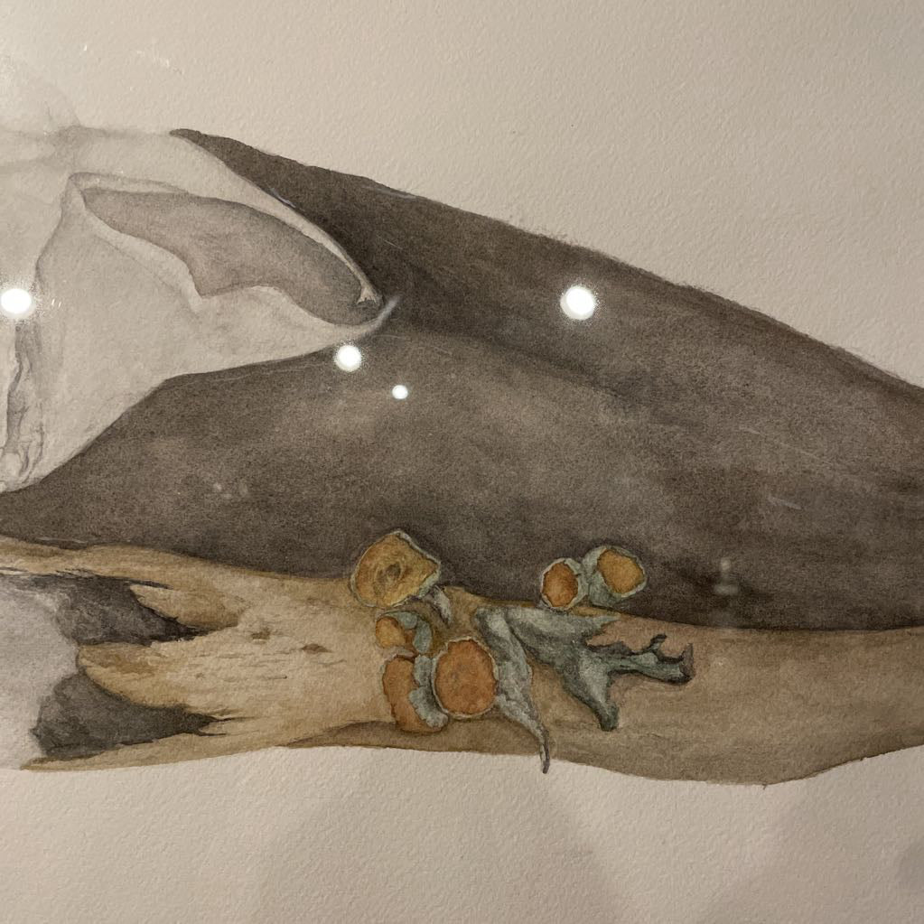 Watercolor Bird Skull Art ART