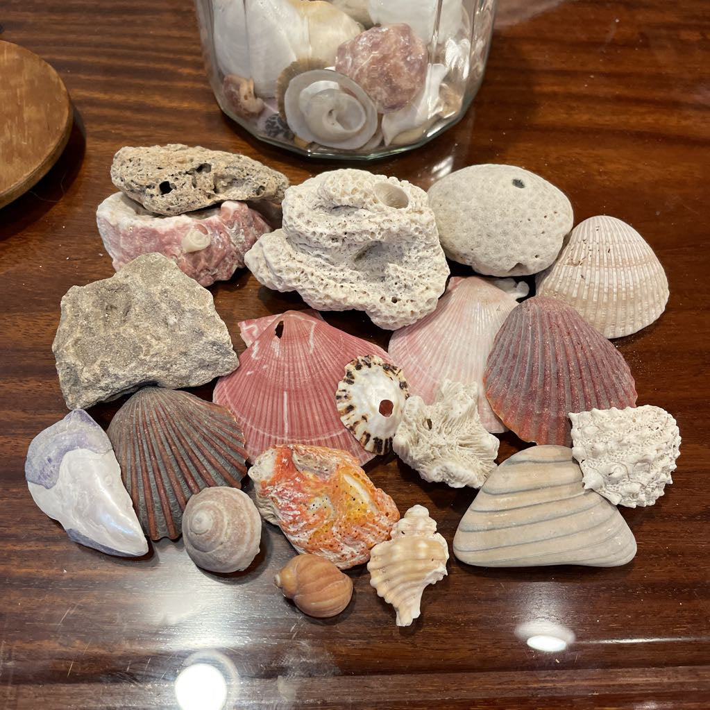 Jar of Shells SMALLS