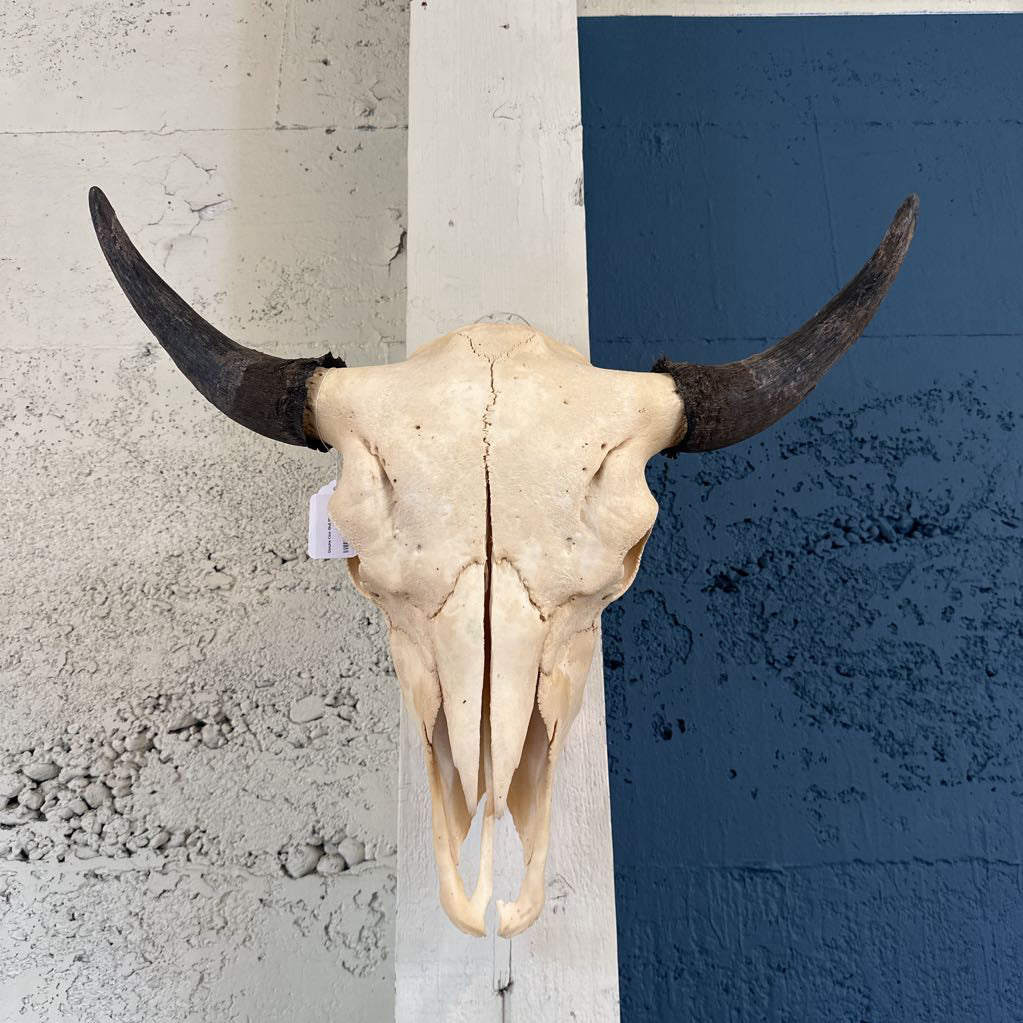 Genuine Cow Skull