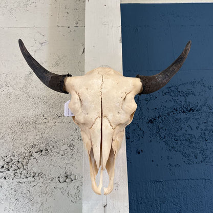 Genuine Cow Skull