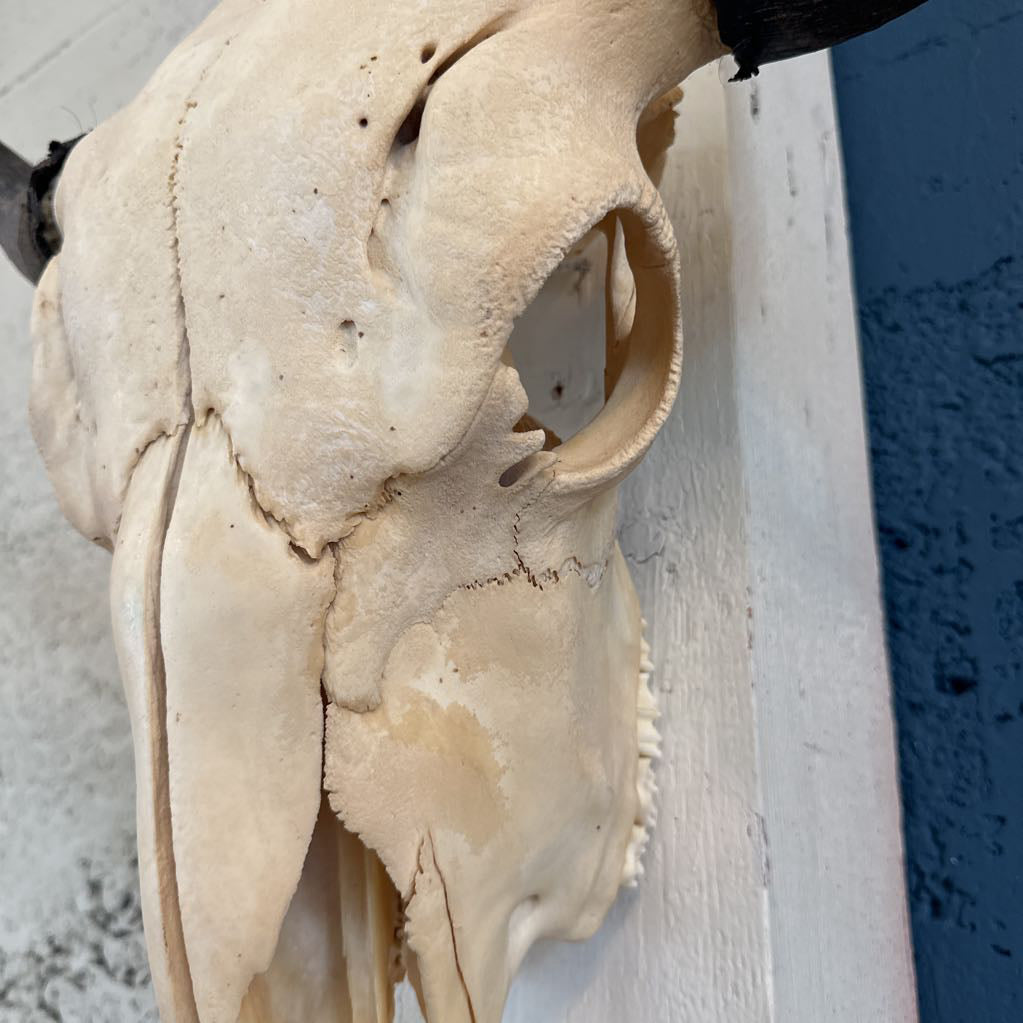 Genuine Cow Skull