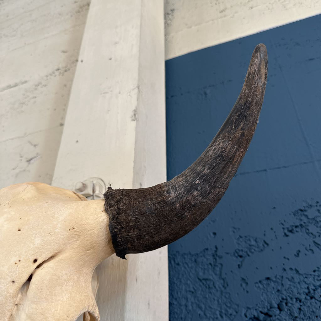 Genuine Cow Skull