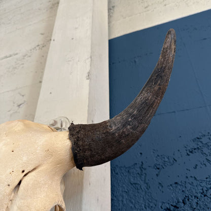 Genuine Cow Skull