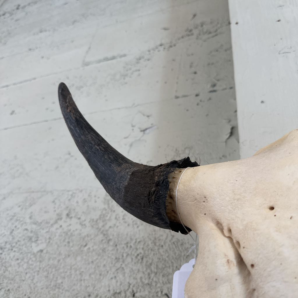 Genuine Cow Skull UNIQUE FINDS