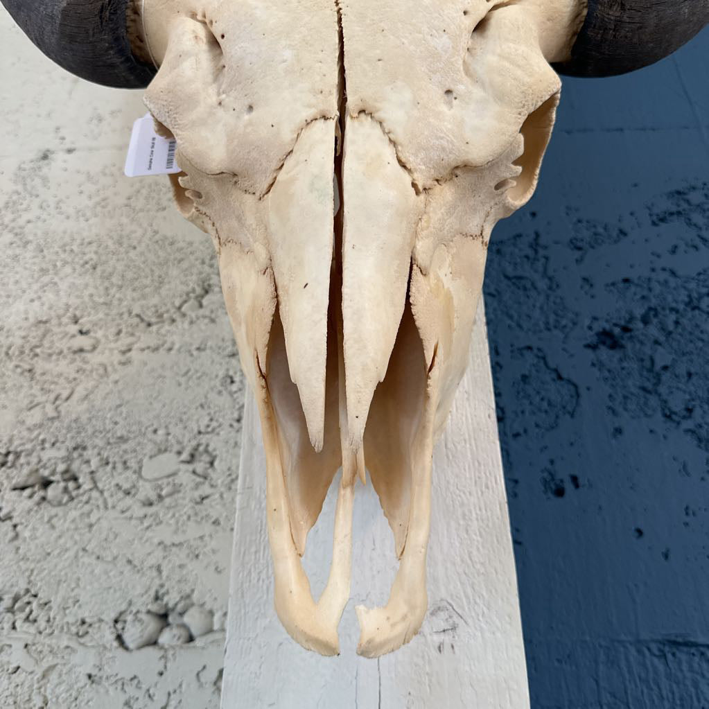 Genuine Cow Skull UNIQUE FINDS