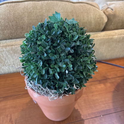 Faux Potted Boxwood Shrub SMALLS