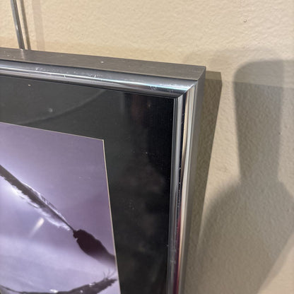 Soaring Eagle w Feather Photograph ART