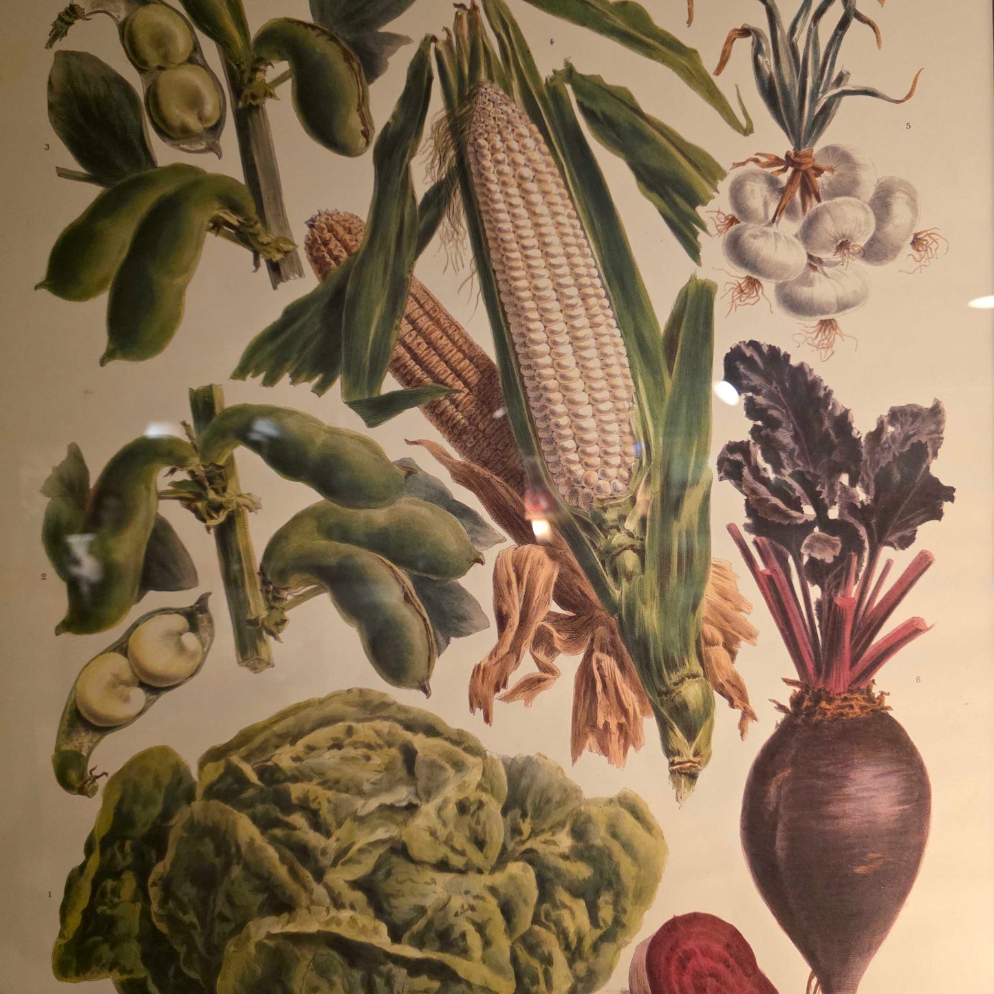 Album Vilmorin
