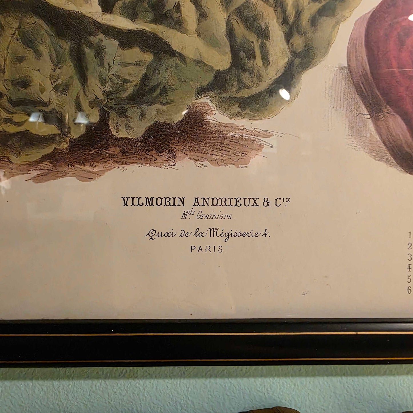 Album Vilmorin