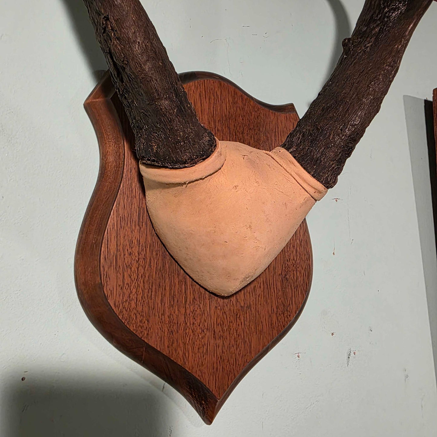 Bukckskin Wrapped & Mounted Horns