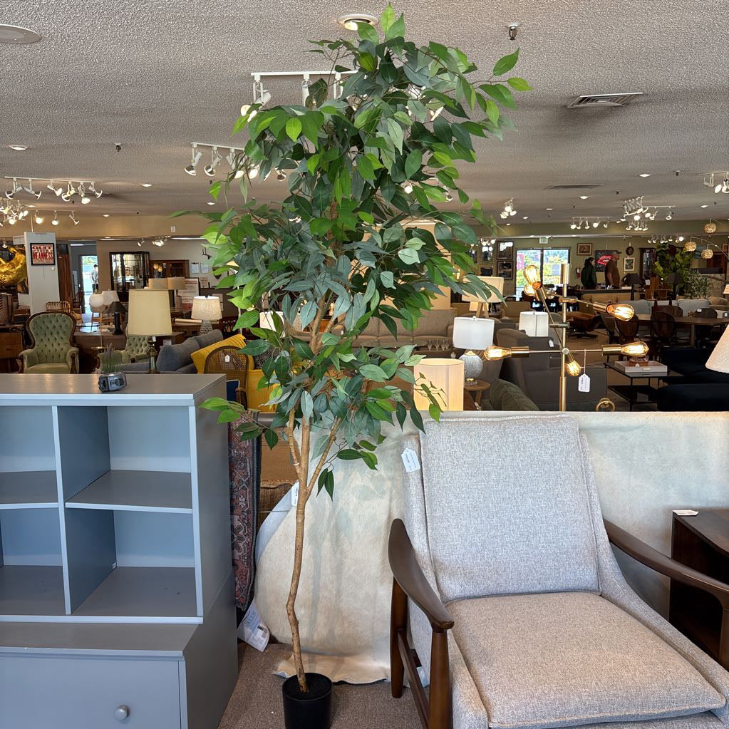 6 Foot Ficus Tree SMALLS