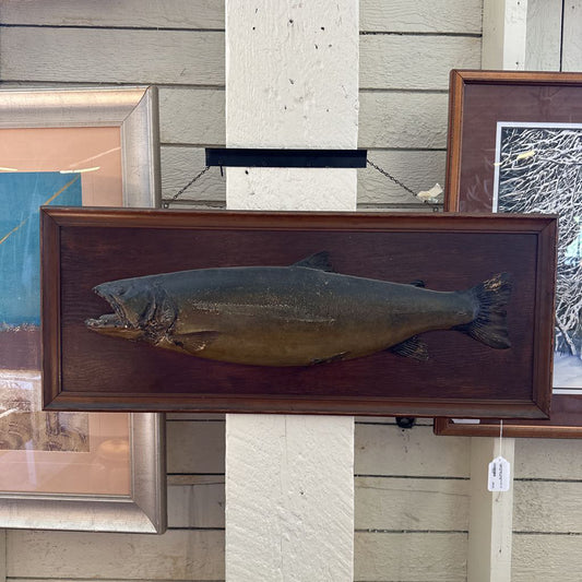 Large Vintage Taxidermy Fish "15 1/2# Dolly Varden"