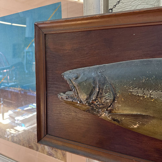 Large Vintage Taxidermy Fish "15 1/2# Dolly Varden"