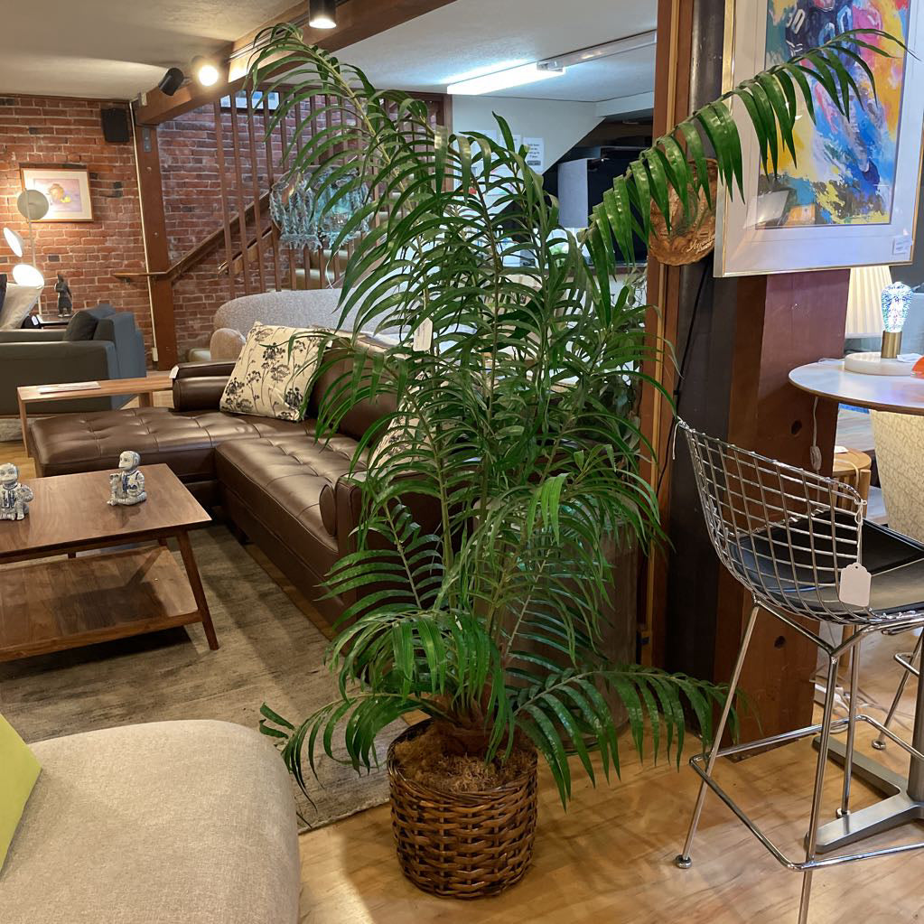 Faux Tall Palm Plant in Woven Basket SMALLS