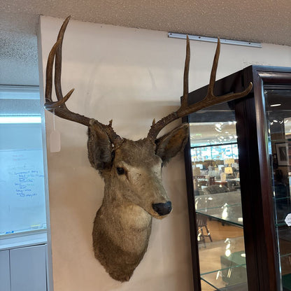 Elk Mount
