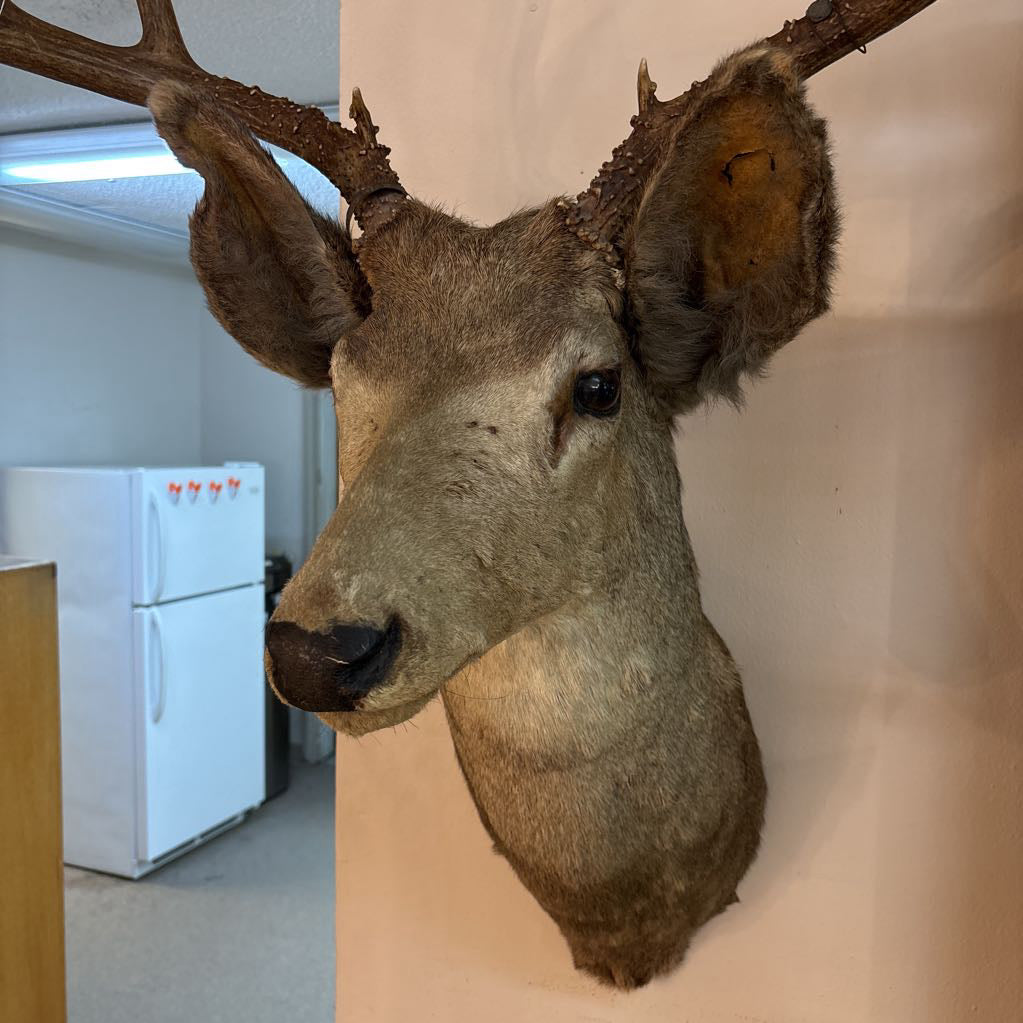 Elk Mount