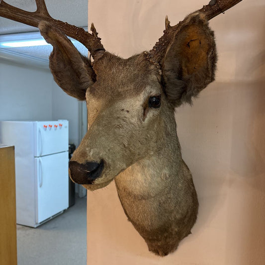 Elk Mount
