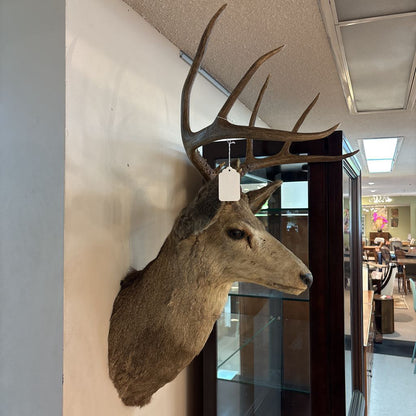 Elk Mount