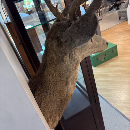 Elk Mount