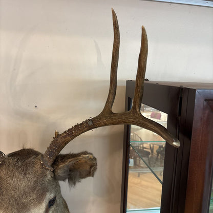 Elk Mount