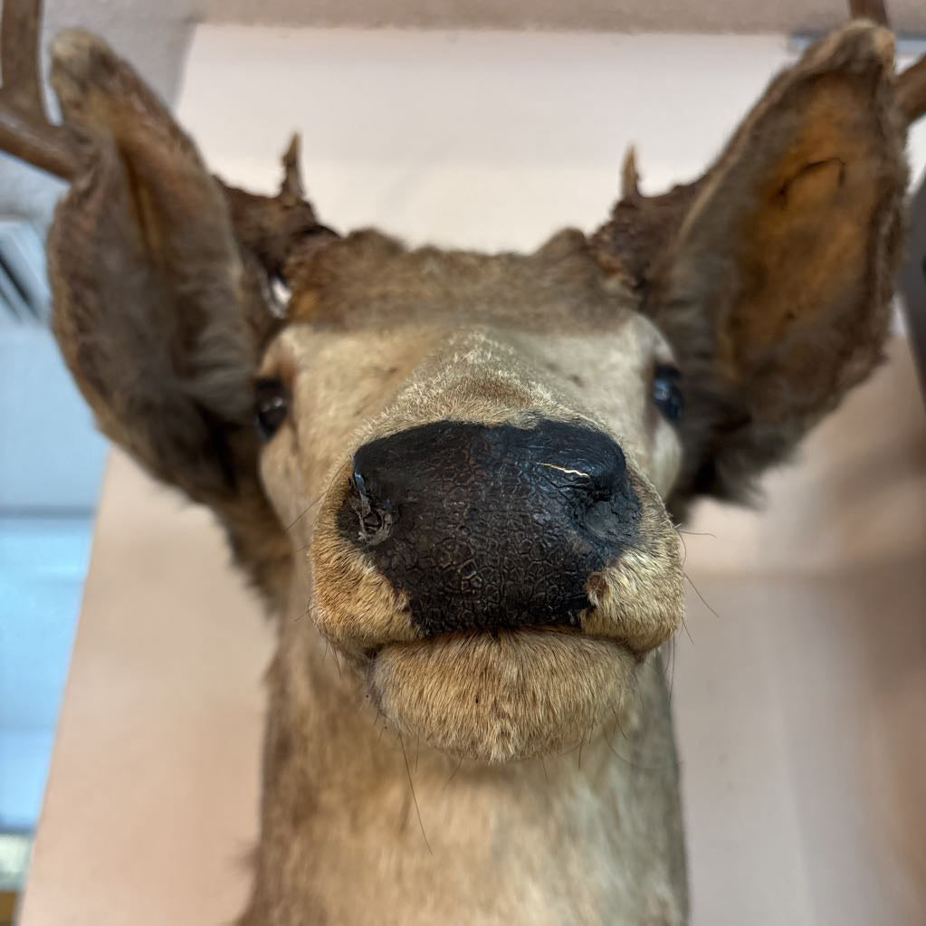 Elk Mount