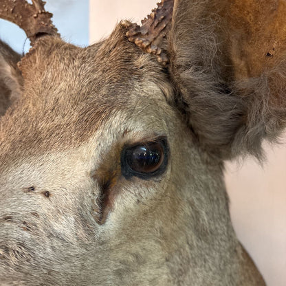 Elk Mount