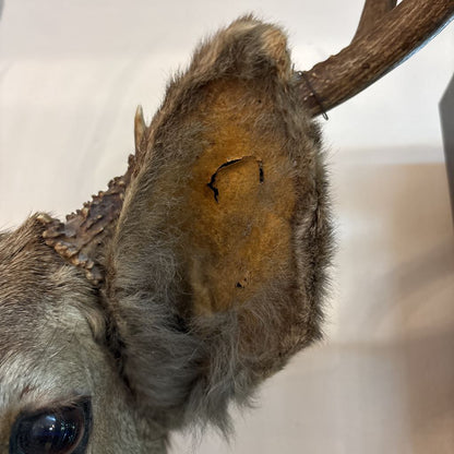 Elk Mount