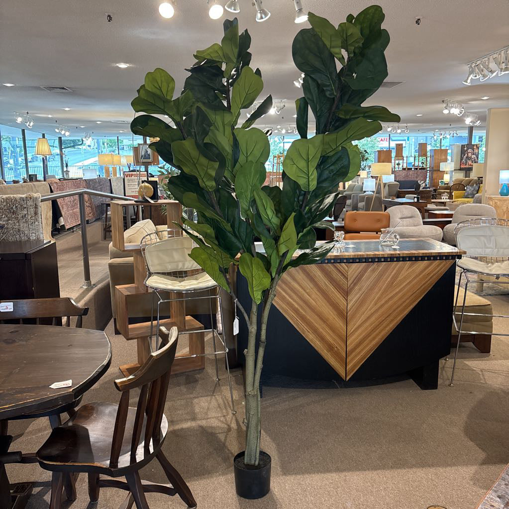 7 Foot Fiddle Leaf Fig Tree SMALLS