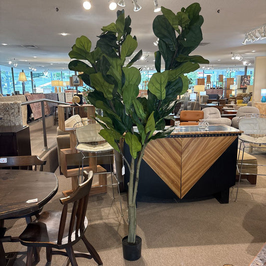 7 Foot Fiddle Leaf Fig Tree SMALLS