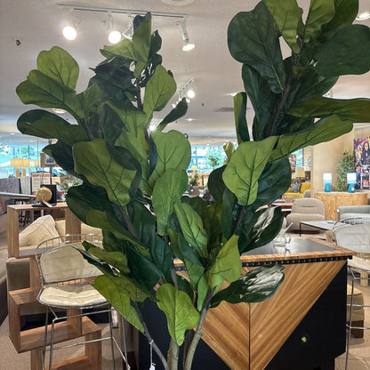 7 Foot Fiddle Leaf Fig Tree SMALLS