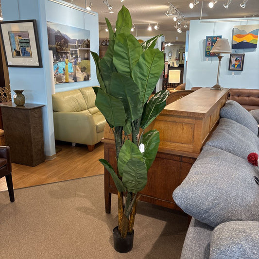 6 Foot Banana Tree