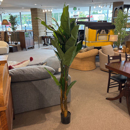 6 Foot Banana Tree SMALLS