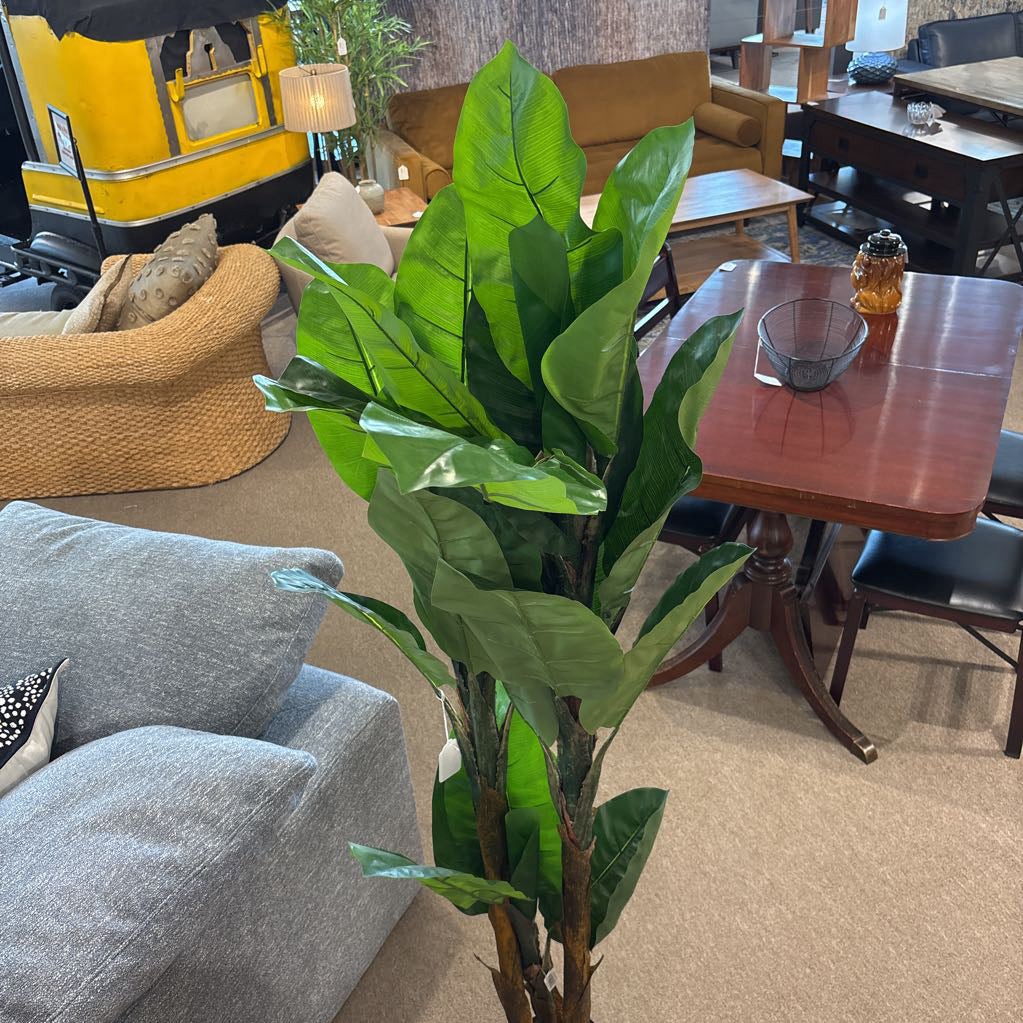 6 Foot Banana Tree