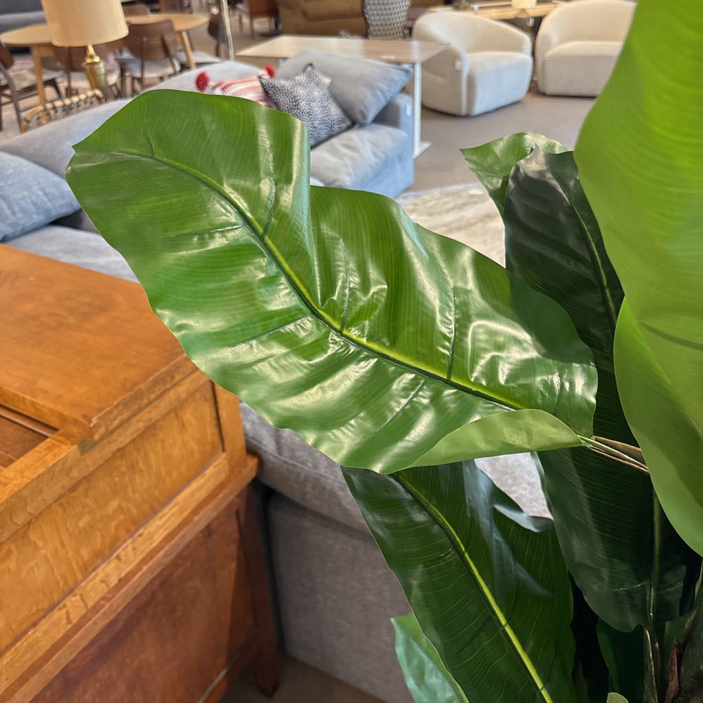 6 Foot Banana Tree