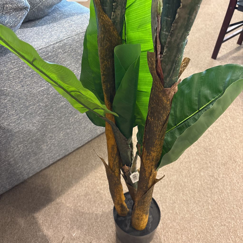 6 Foot Banana Tree SMALLS
